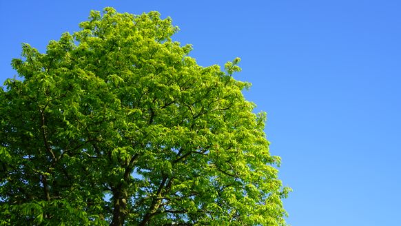 Foto gemaakt door Toon Boons - Vorig jaar was in de lente regelmatig sprake van dagenlang blauwe luchten en droog weer, deze lente (nog) niet. Mogelijk komt daar half april verandering in.