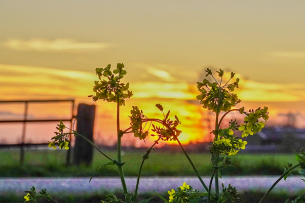 Foto gemaakt door Fas Vermeulen - Leerdam - Zonsondergang met Koolzaad