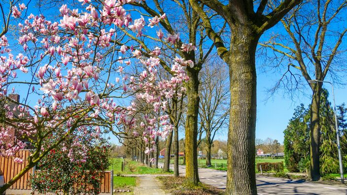 Foto gemaakt door Jos Hebben - Altweerterheide - Na koude nachten vandaag en ook morgen veel zon. In de dagen daarna wordt het wisselvalliger en gaan de temperaturen iets omhoog. Met Pasen vrijwel droog.