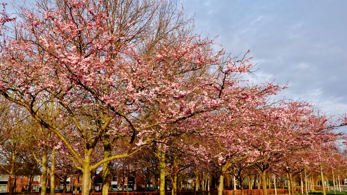 Foto gemaakt door Ton Wesselius - Oude Wetering - Vanaf maandag is het enkele dagen stralend lenteweer