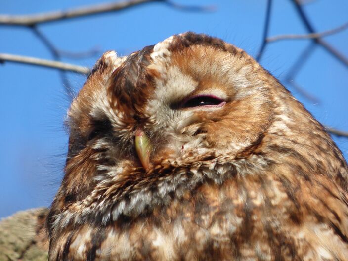 Foto gemaakt door Chris Meewis - Terschelling